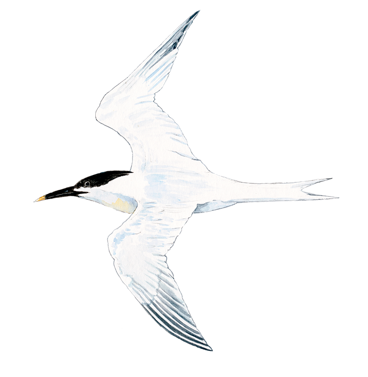 Splitterne, flyvende © Naturporten - Kirsten Hjørne