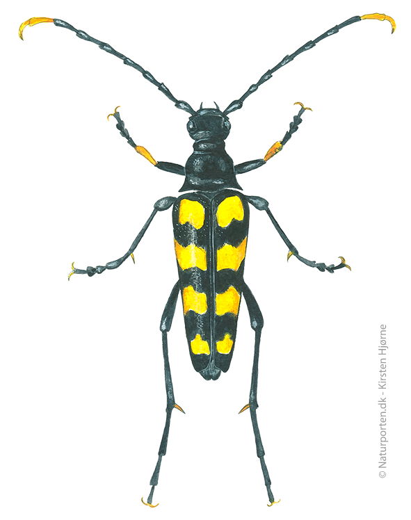 Spraglet blomsterbuk  © Naturporten - Kirsten Hjørne