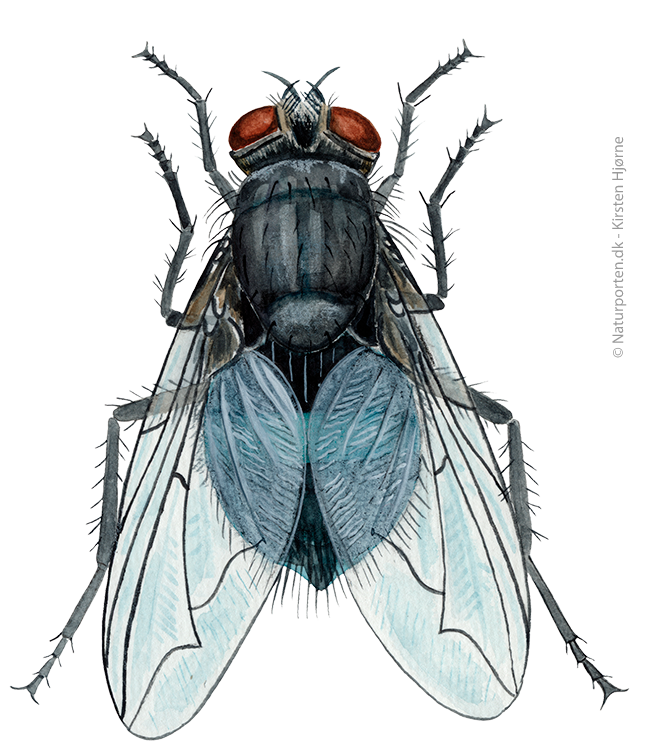 Spyflue © Naturporten - Kirsten Hjørne