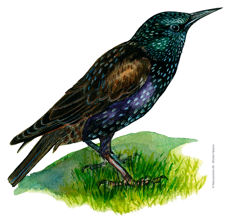 Stær © Naturporten - Kirsten Hjørne