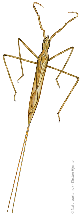 Stavtæge © Naturporten - Kirsten Hjørne