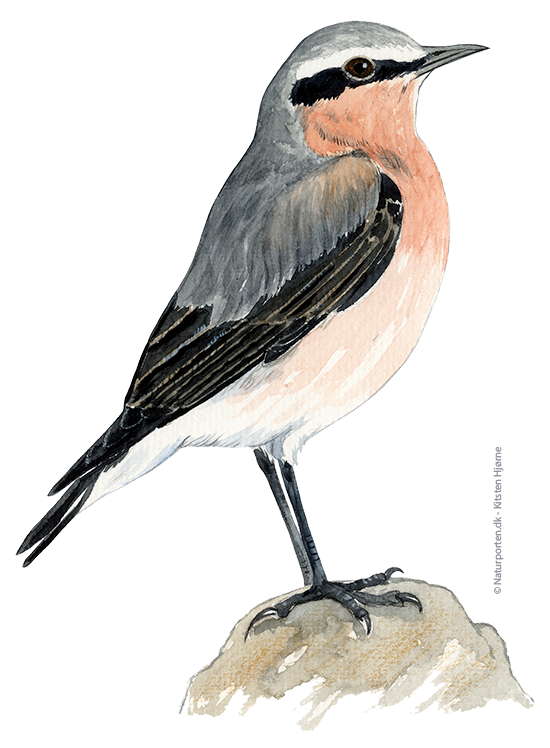 Stenpikker © Naturporten - Kirsten Hjørne