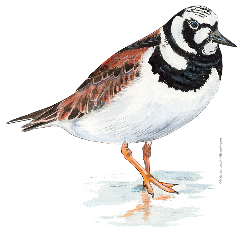 Stenvender © Naturporten - Kirsten Hjørne