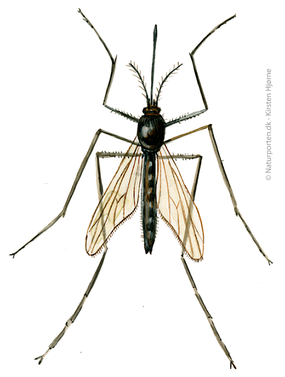 Stikmyg © Naturporten - Kirsten Hjørne