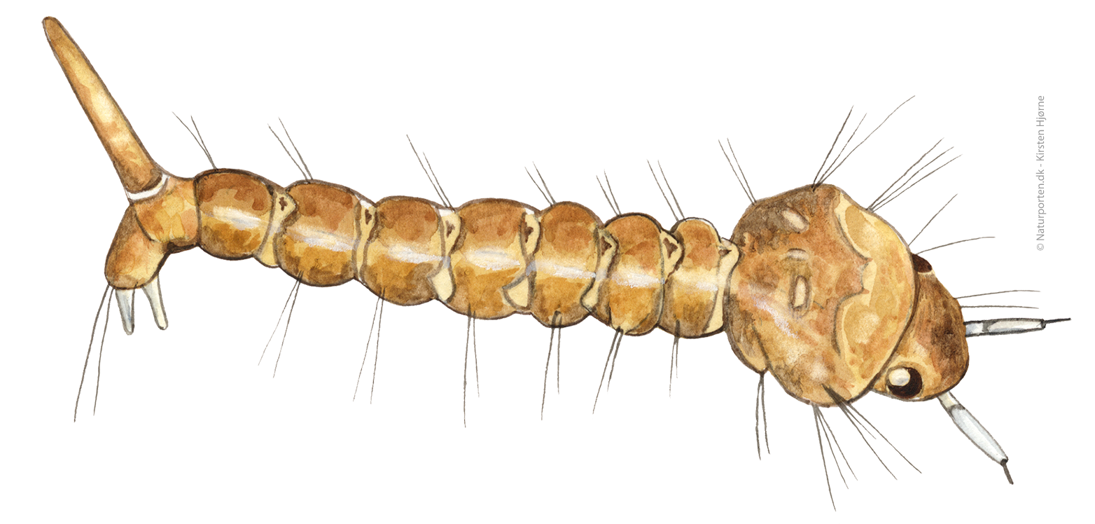 Stikmyg larve © Kirsten Hjørne