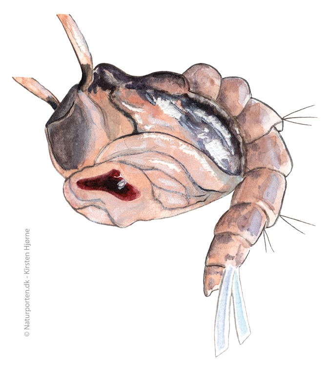 Stikmyg puppe © Kirsten Hjørne