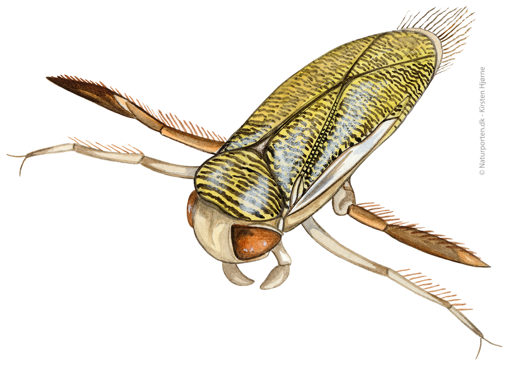 Stor bugsvømmer © Naturporten - Kirsten Hjørne