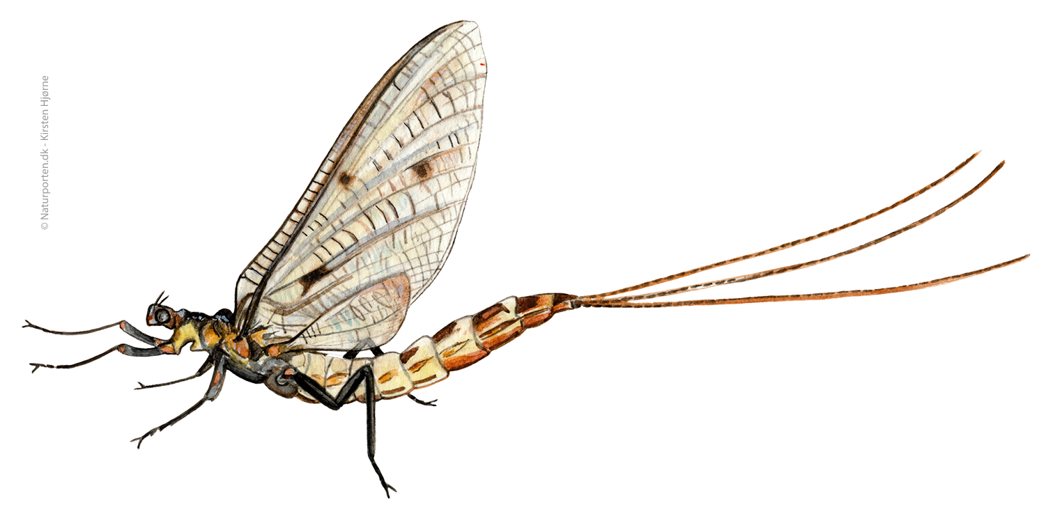 Stor døgnflue © Naturporten - Kirsten Hjørne