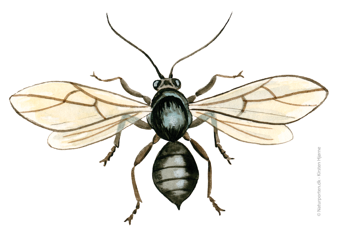 Stor galæblehveps © Naturporten - Kirsten Hjørne