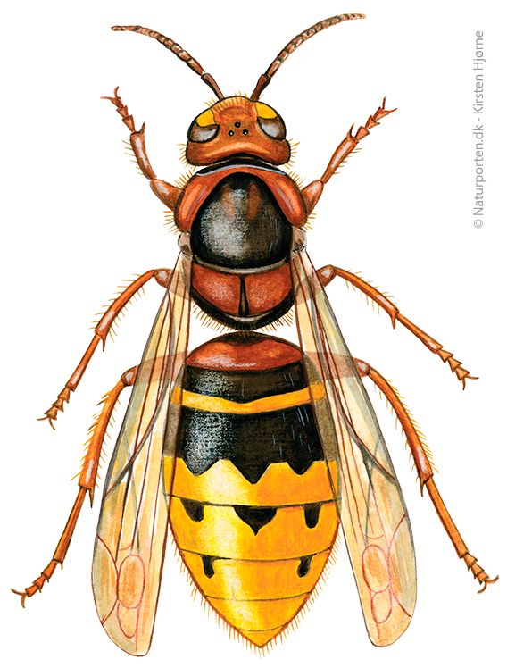 Stor gedehams © Naturporten - Kirsten Hjørne