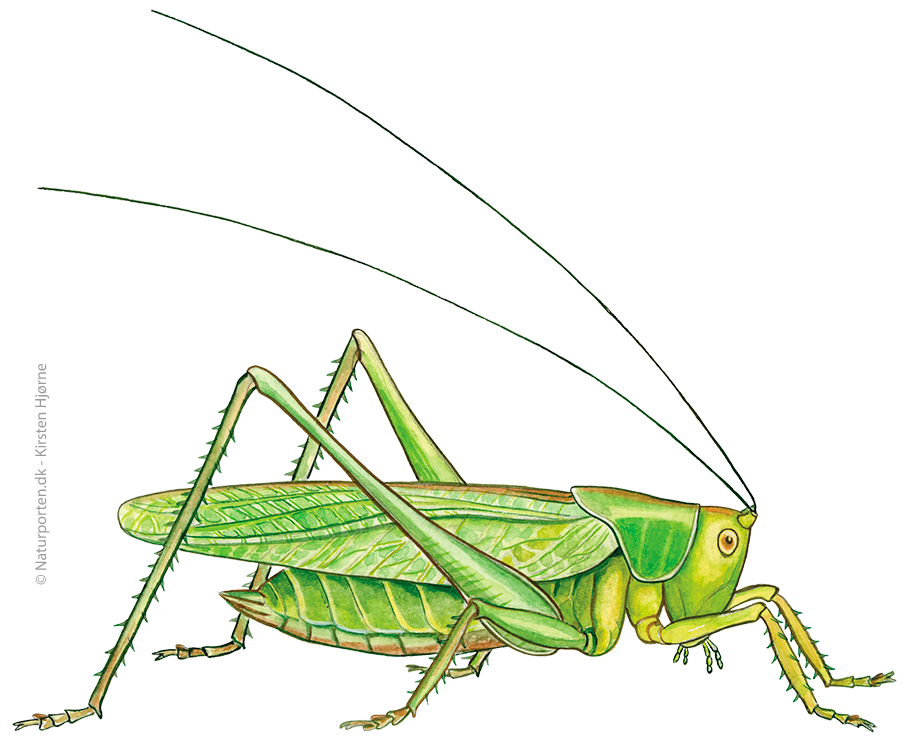 Stor grøn løvgræshoppe © Naturporten - Kirsten Hjørne