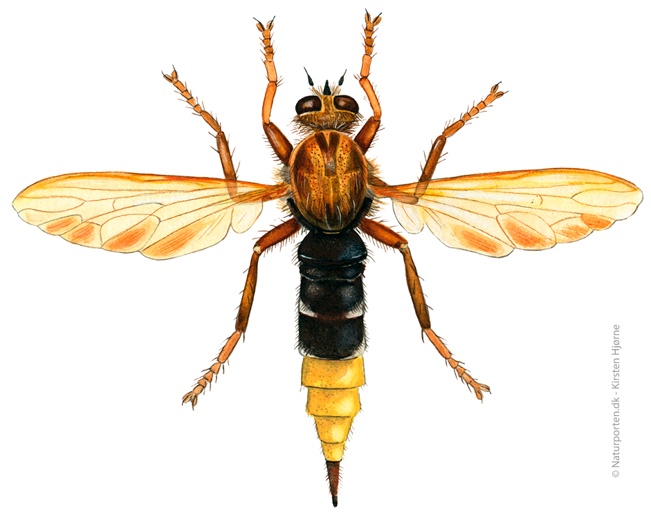 Stor gul rovflue © Naturporten - Kirsten Hjørne