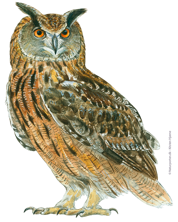 Stor hornugle © Naturporten - Kirsten Hjørne