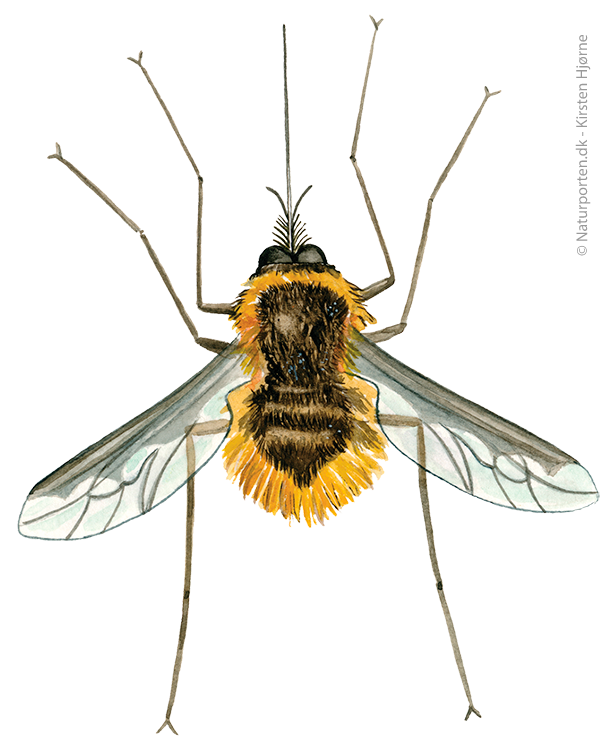 Stor humleflue © Naturporten - Kirsten Hjørne