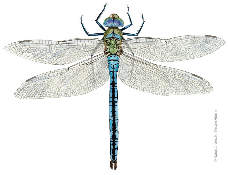 Stor kejserguldsmed © Naturporten - Kirsten Hjørne