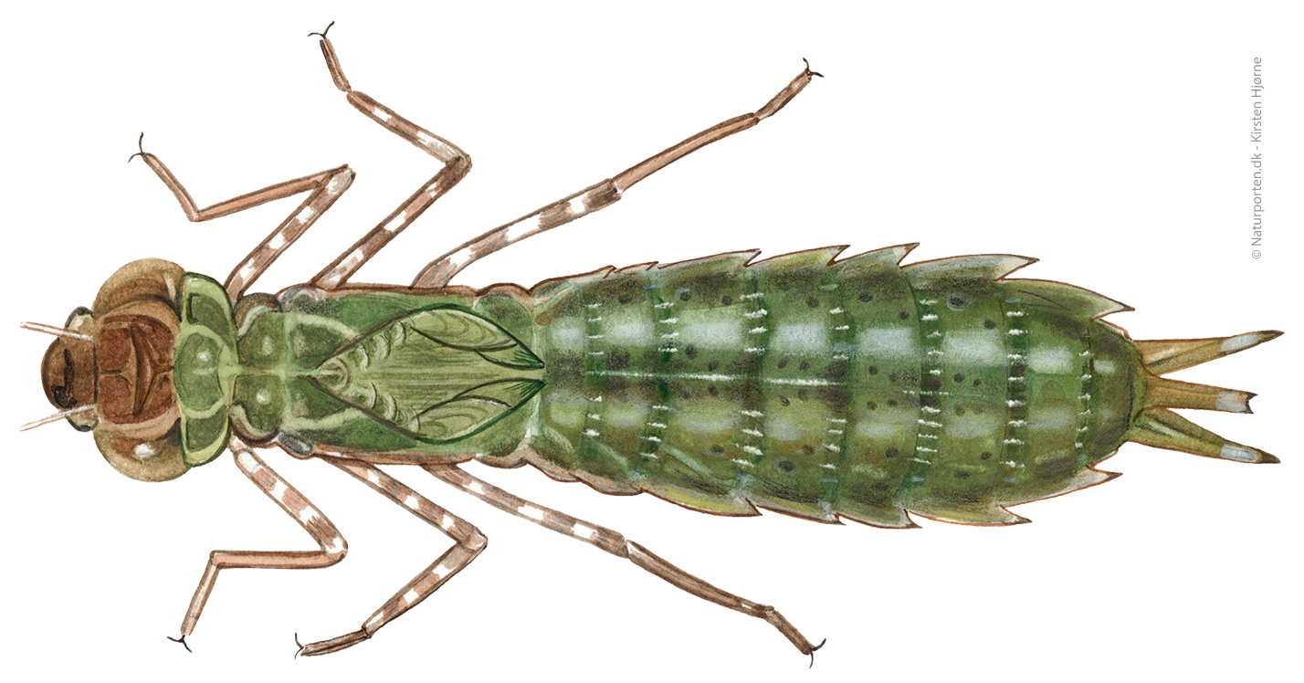 Stor kejserguldsmed larve © Kirsten Hjørne