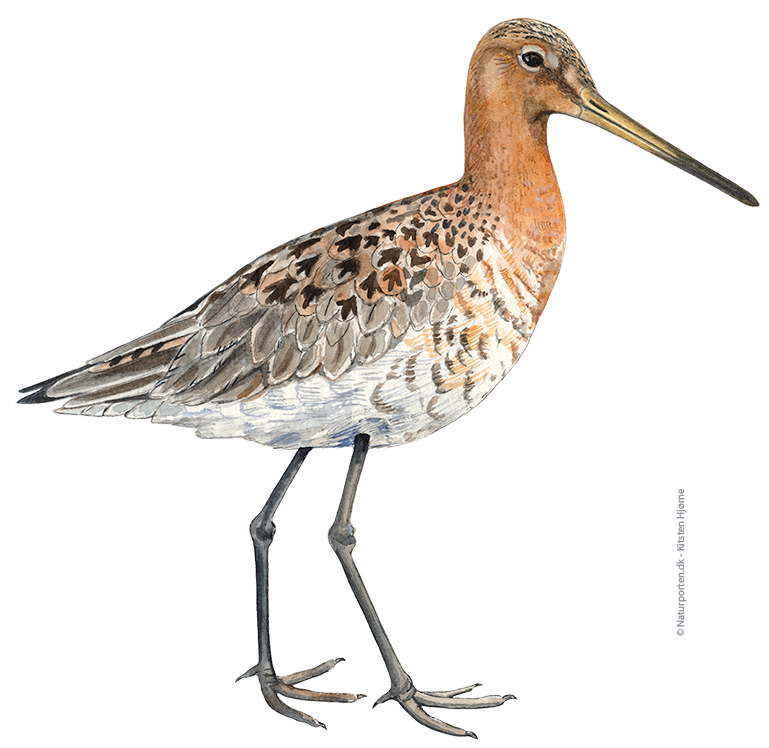 Stor kobbersneppe © Naturporten - Kirsten Hjørne