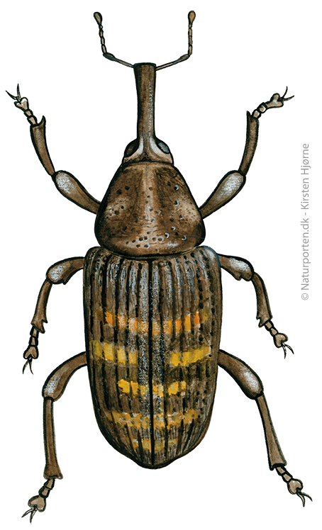 Nåletræssnudebille © Naturporten - Kirsten Hjørne