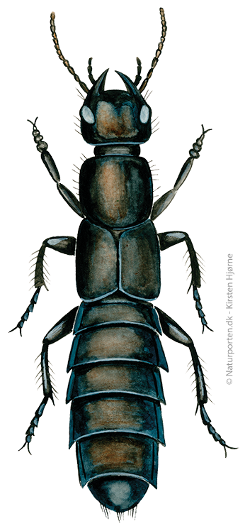 Stor rovbille © Naturporten - Kirsten Hjørne