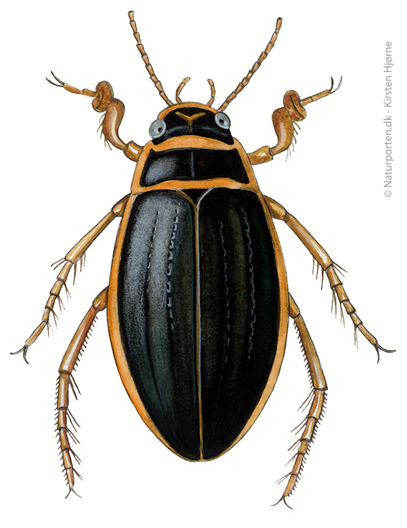 Vandkalv © Naturporten - Kirsten Hjørne