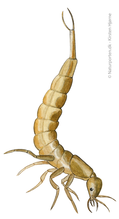 Vandkalv larve © Kirsten Hjørne