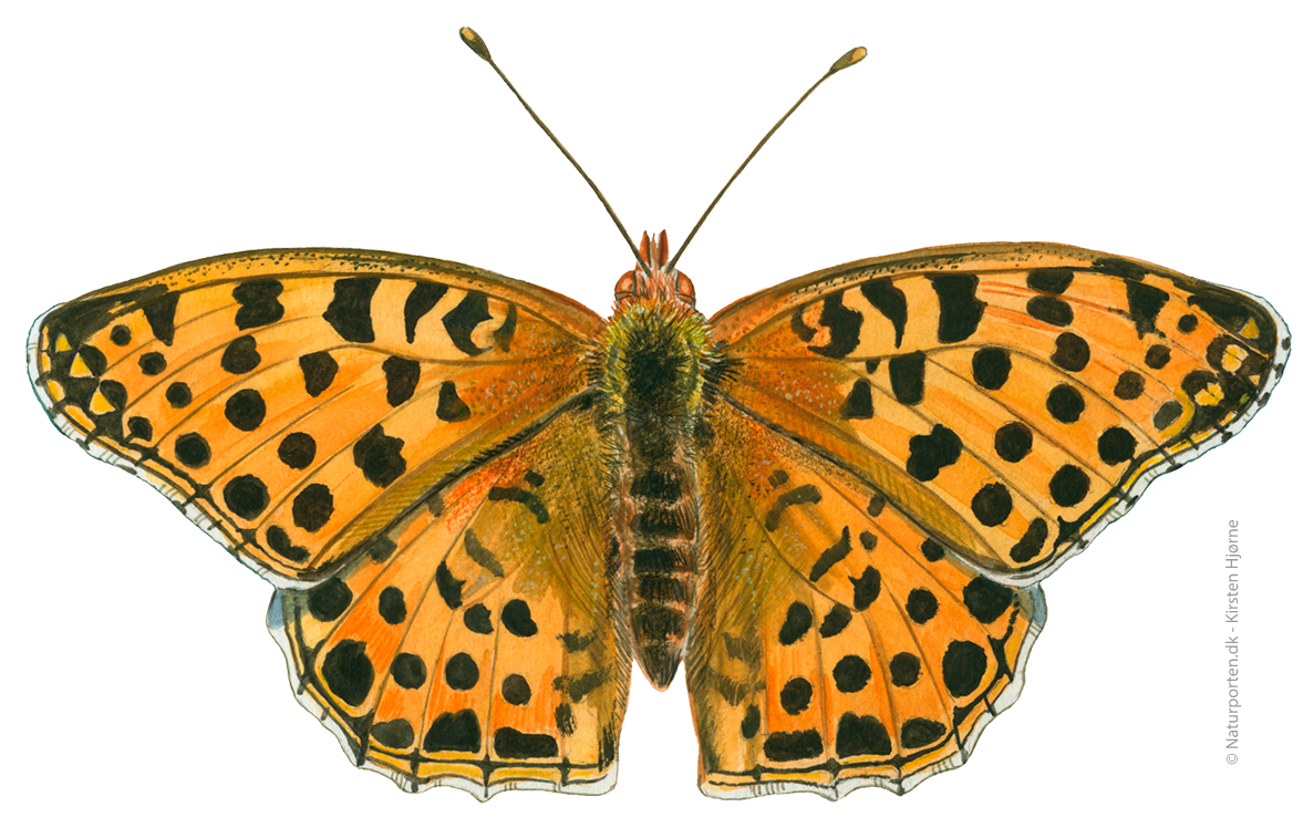 Storplettet perlemorsommerfugl © Naturporten - Kirsten Hjørne