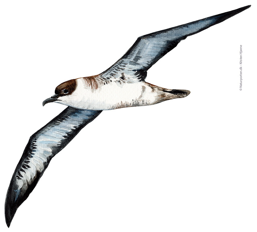 Storskråpe © Naturporten - Kirsten Hjørne