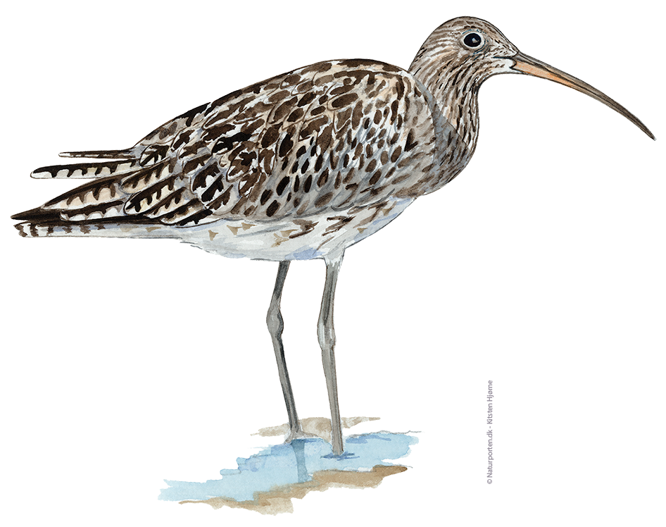 Storspove © Naturporten - Kirsten Hjørne