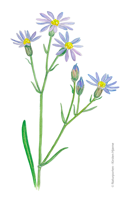 Strandasters © Naturporten - Kirsten Hjørne