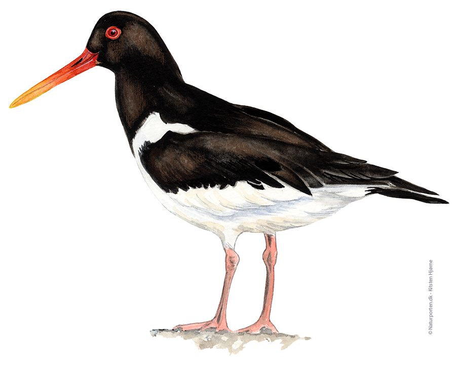 Strandskade © Naturporten - Kirsten Hjørne