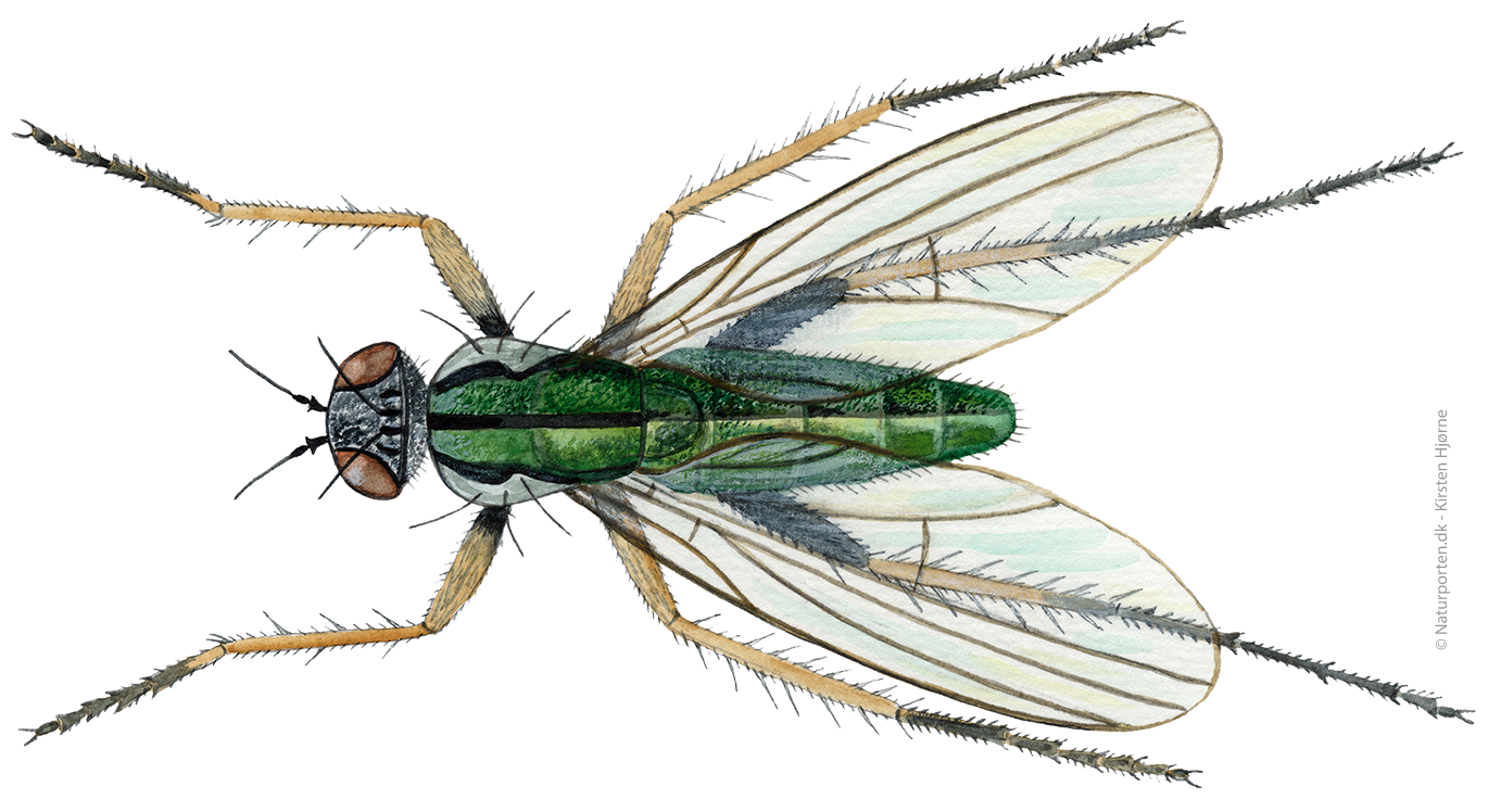 Stylteflue © Naturporten - Kirsten Hjørne