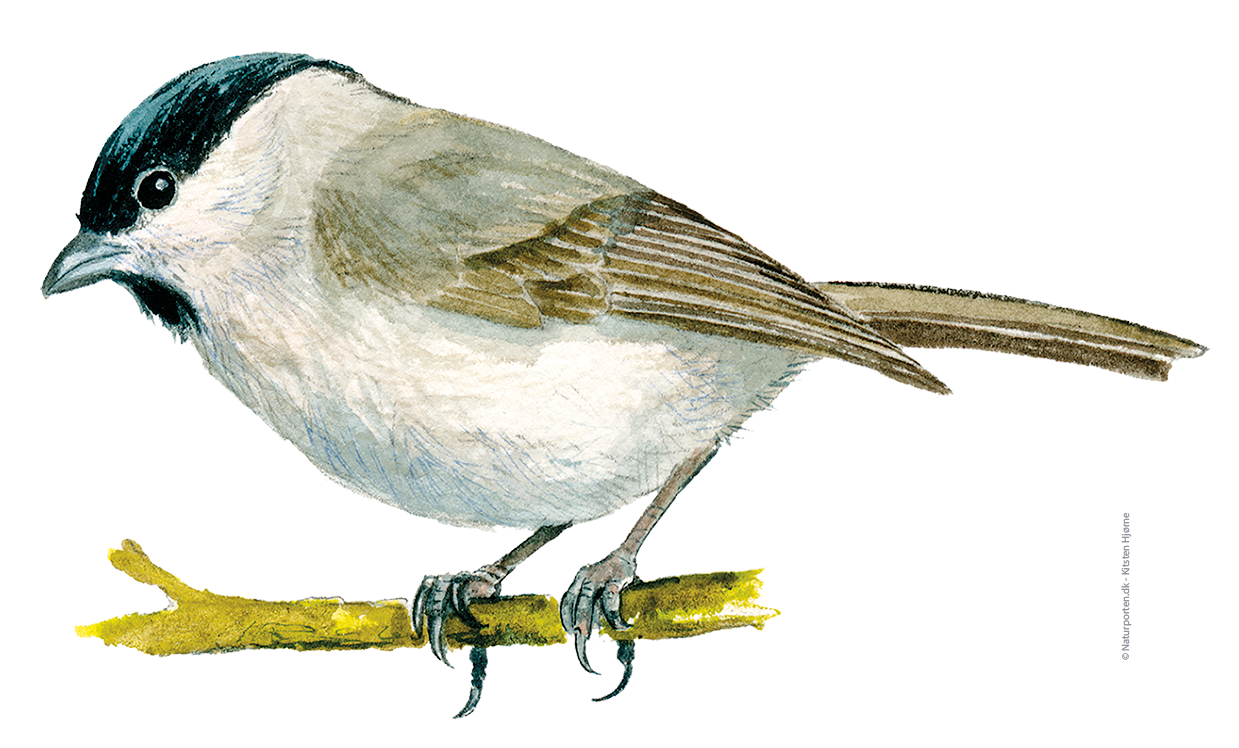 Sumpmejse © Naturporten - Kirsten Hjørne