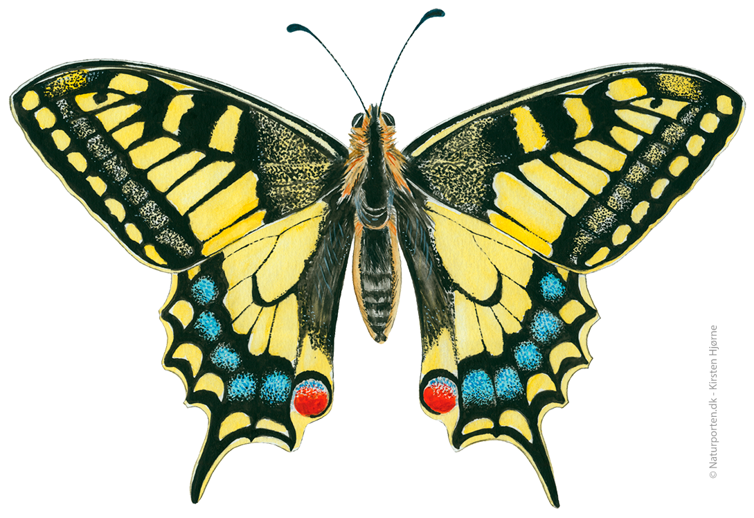 Svalehale © Naturporten - Kirsten Hjørne