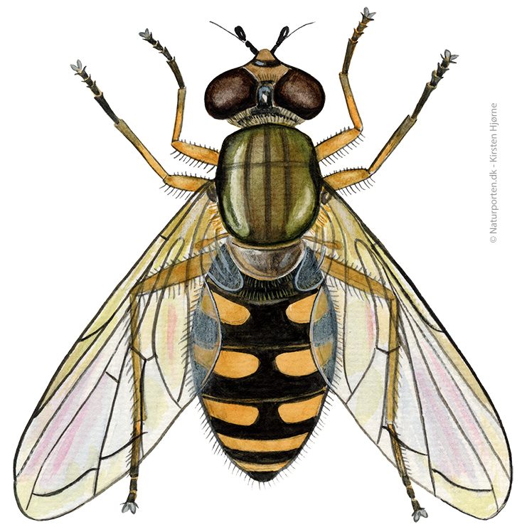 Have-svirreflue  © Naturporten - Kirsten Hjørne