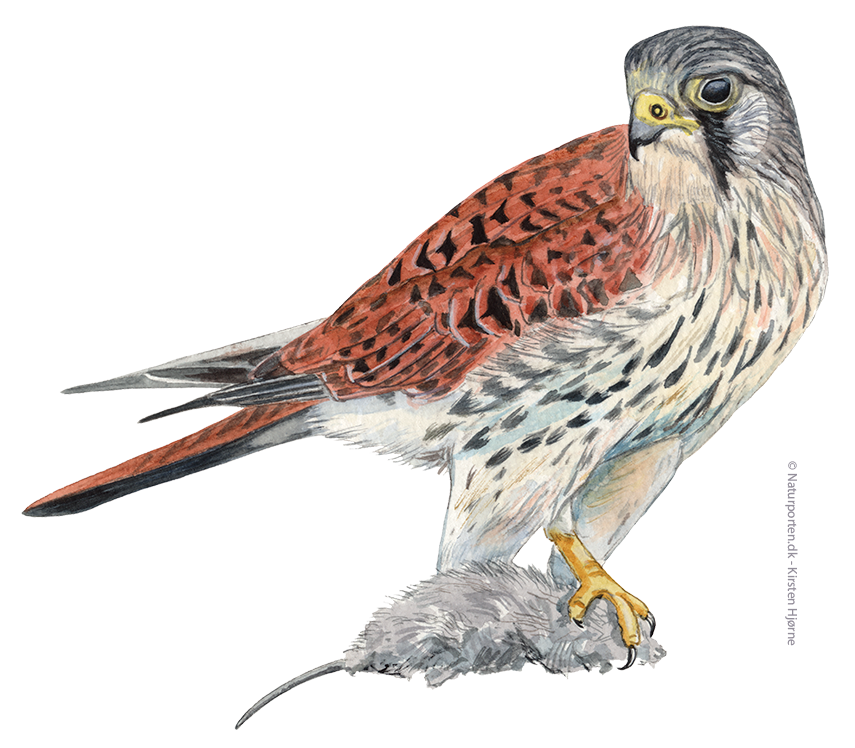 Tårnfalk © Naturporten - Kirsten Hjørne