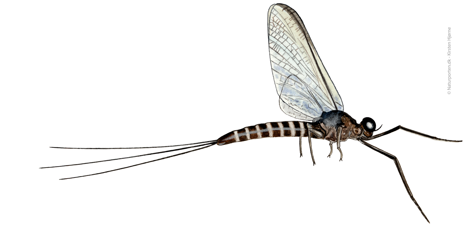 Blækspruttebrun døgnflue © Kirsten Hjørne - Naturporten