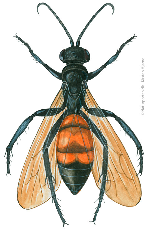 Tidlig vejhveps © Naturporten - Kirsten Hjørne