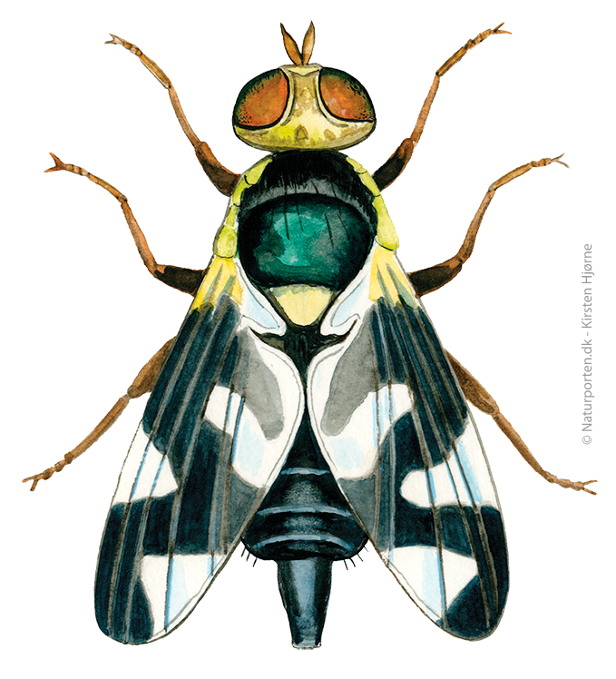 Tidselbåndflue © Naturporten - Kirsten Hjørne