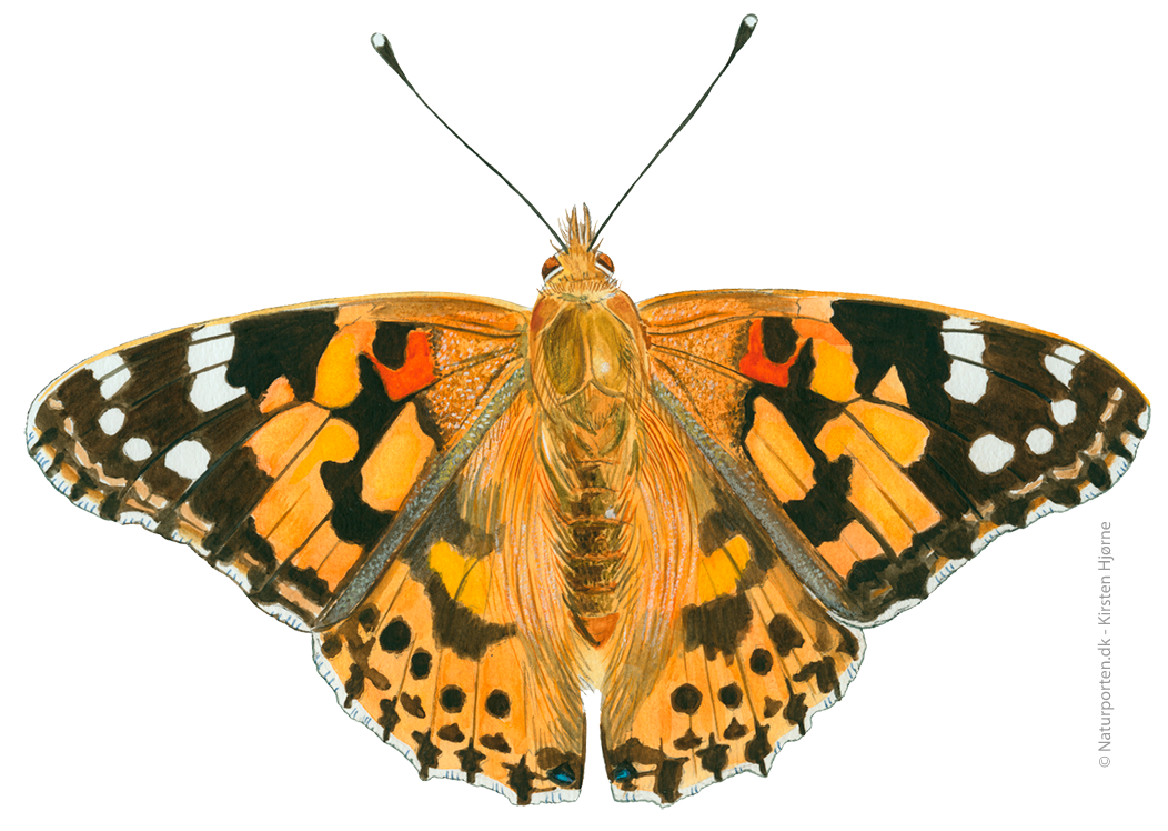 Tidselsommerfugl © Naturporten - Kirsten Hjørne