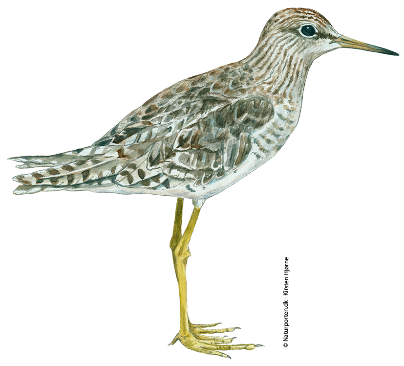 Tinksmed © Naturporten - Kirsten Hjørne