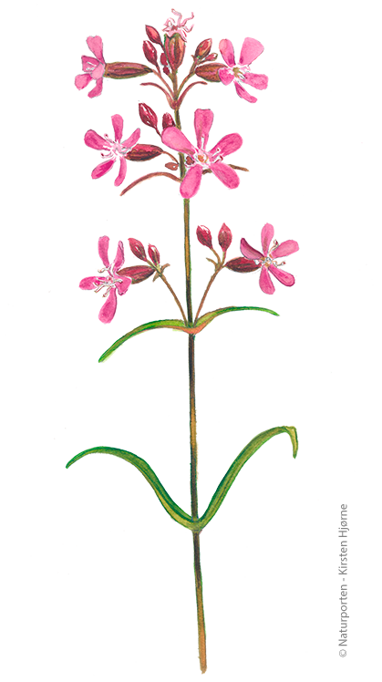 Tjærenellike © Naturporten - Kirsten Hjørne