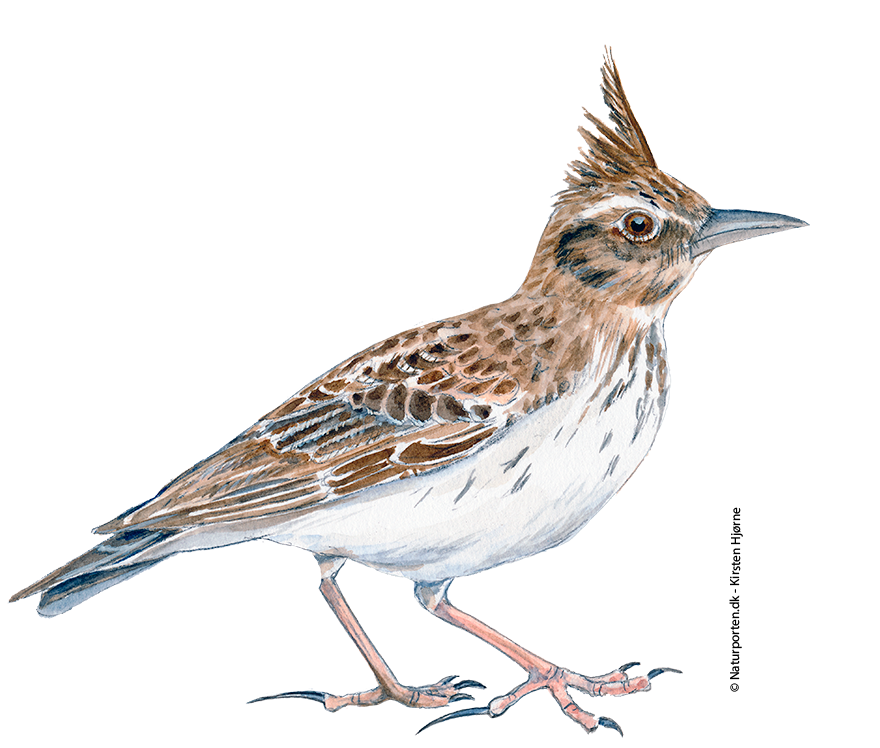 Toplærke © Naturporten - Kirsten Hjørne