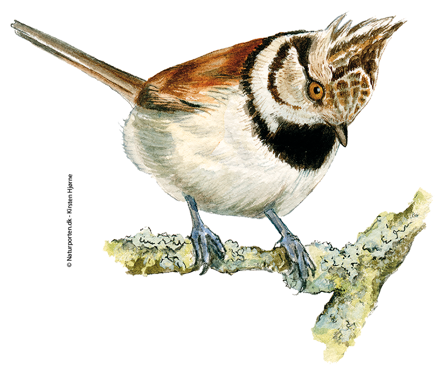 Topmejse © Naturporten - Kirsten Hjørne