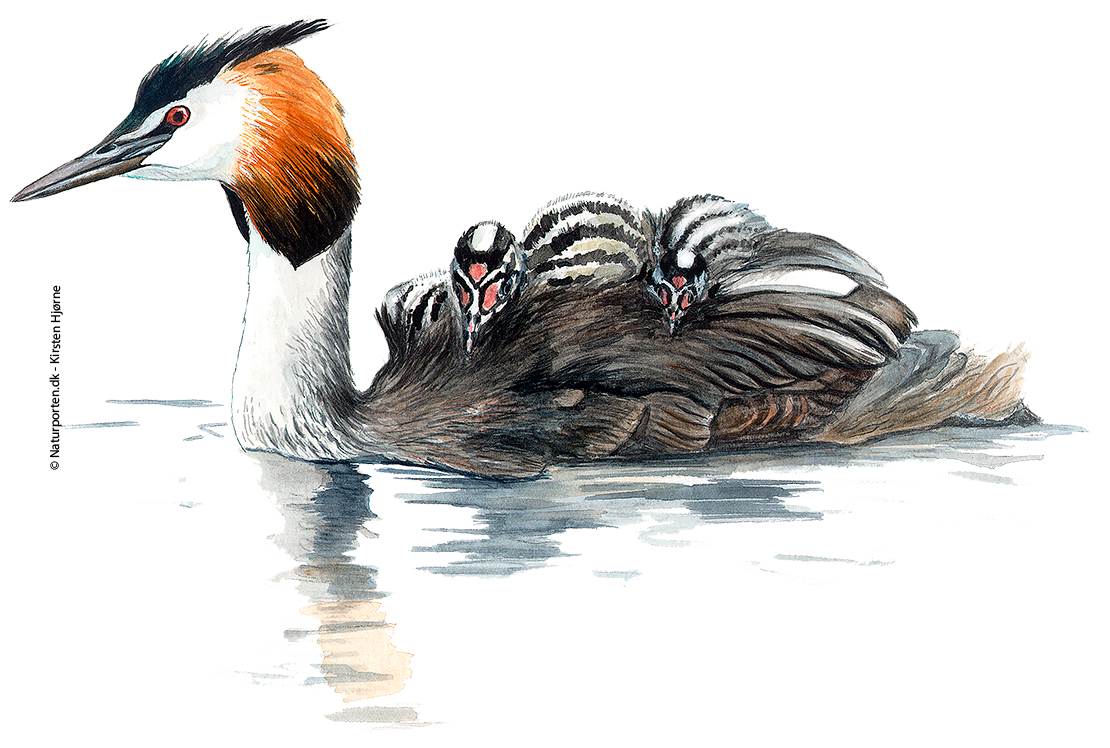 Toppet lappedykker © Naturporten - Kirsten Hjørne