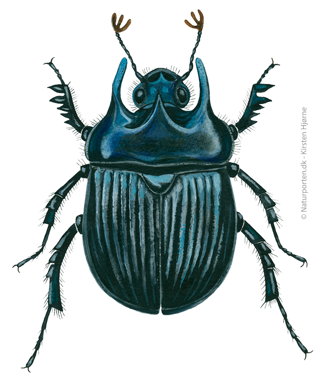 Trehornet skarnbasse © Naturporten - Kirsten Hjørne