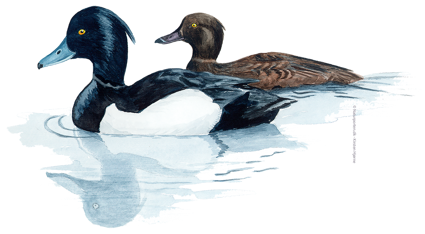 Troldand © Naturporten - Kirsten Hjørne