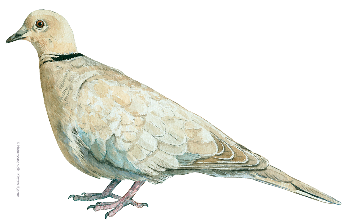 Tyrkerdue © Naturporten - Kirsten Hjørne
