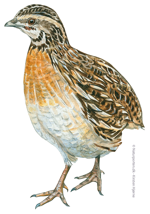 Vagtel © Naturporten - Kirsten Hjørne