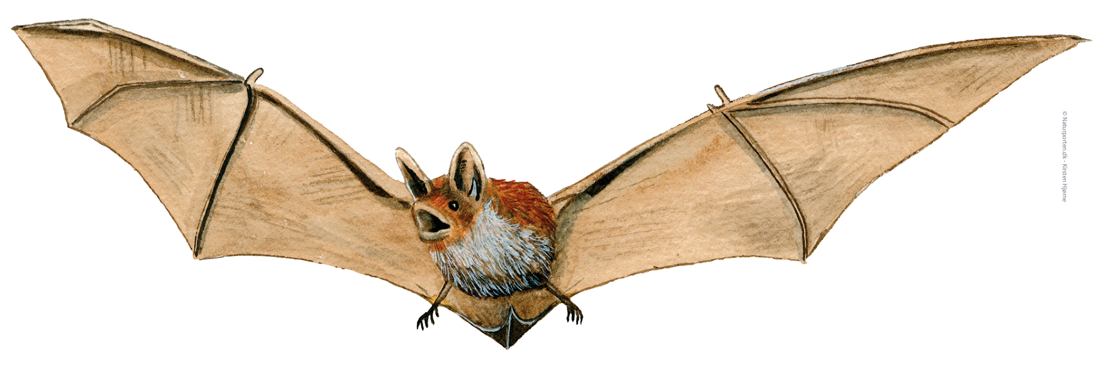 Vandflagermus © Naturporten - Kirsten Hjørne