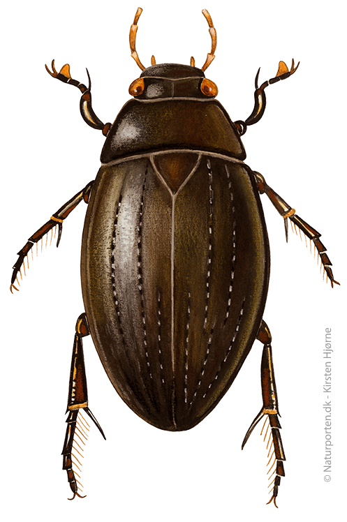 Vandkær © Naturporten - Kirsten Hjørne